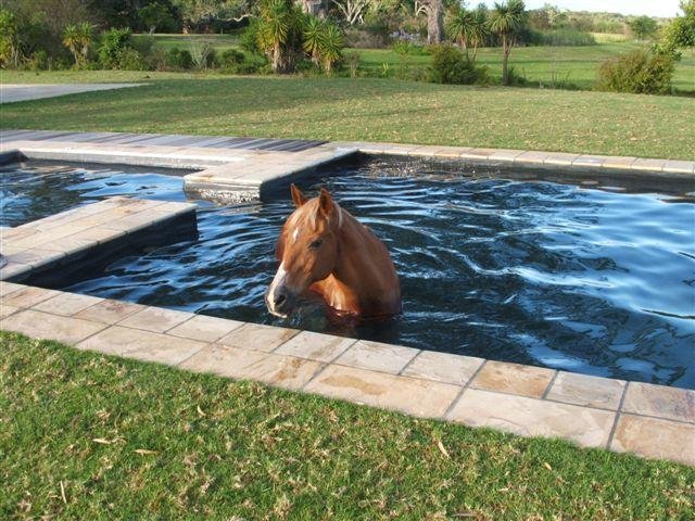 Horse using swimming pool to cool down